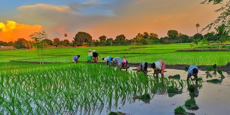Agriculture & Plantation photo